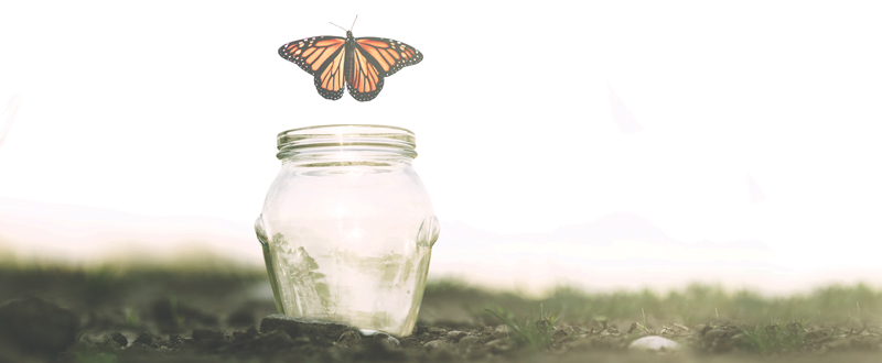 0823-Butterfly-Jar-800